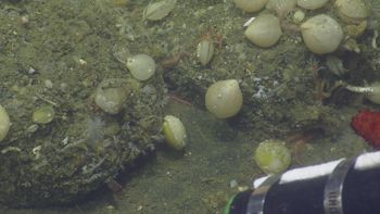 Media type: image;   Invertebrate Zoology 153153 Description: live specimen;